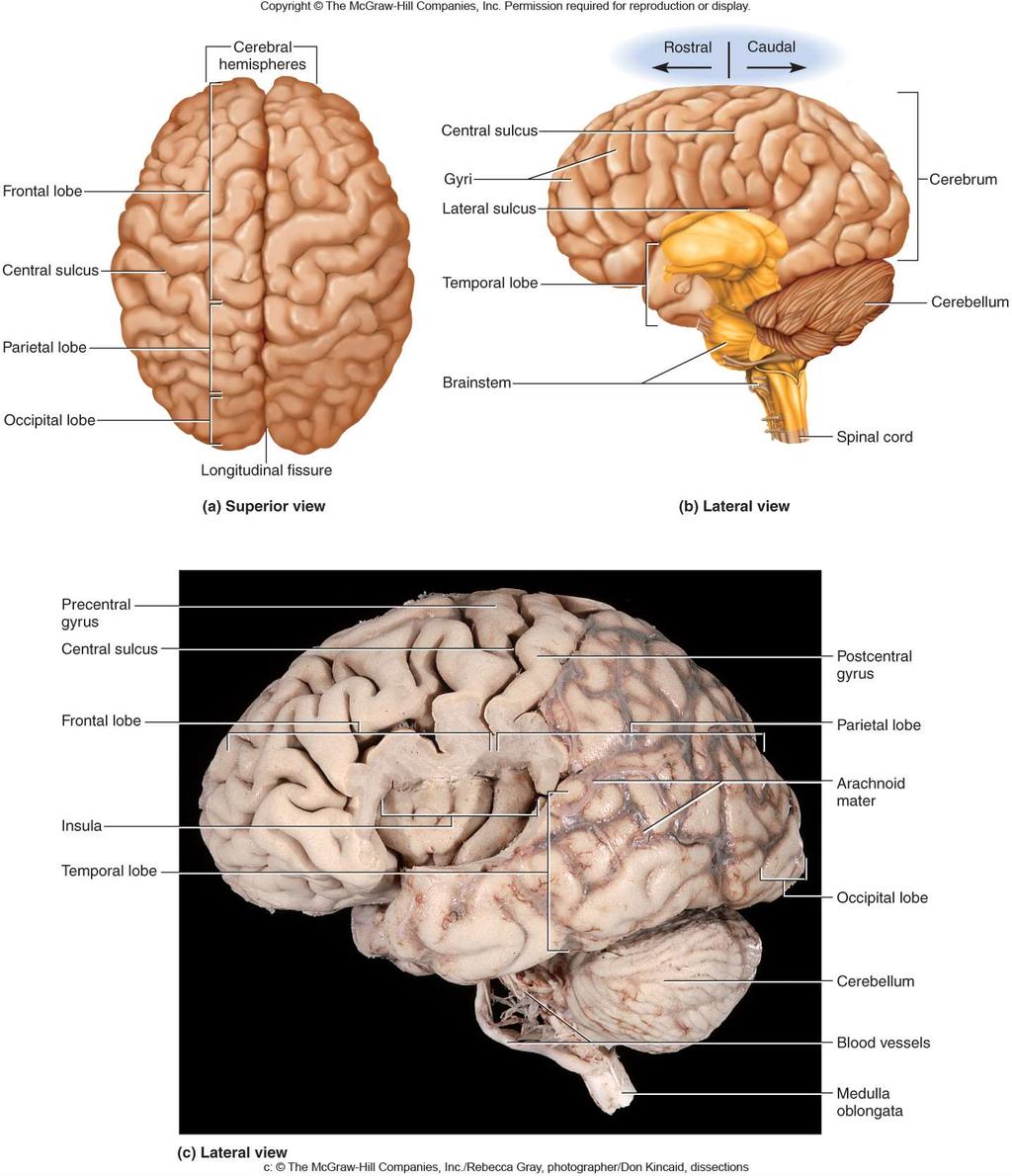 Two Different Methods Can Be Used to Define the Brain Structure Forebrain Diencephalon Cerebrum Midbrain Hindbrain Brain Stem Pons Midbrain Cerebellum The system