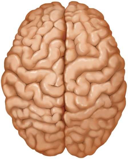 Cerebrum longitudinal fissure deep groove that separates cerebral hemispheres Cerebral hemispheres gyri - thick folds sulci - shallow grooves corpus callosum thick