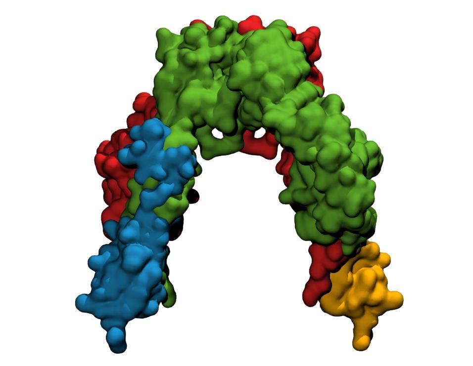 Extracellular Intracellular 4 Insulin receptor Insulin fixation α-chains (red and green)