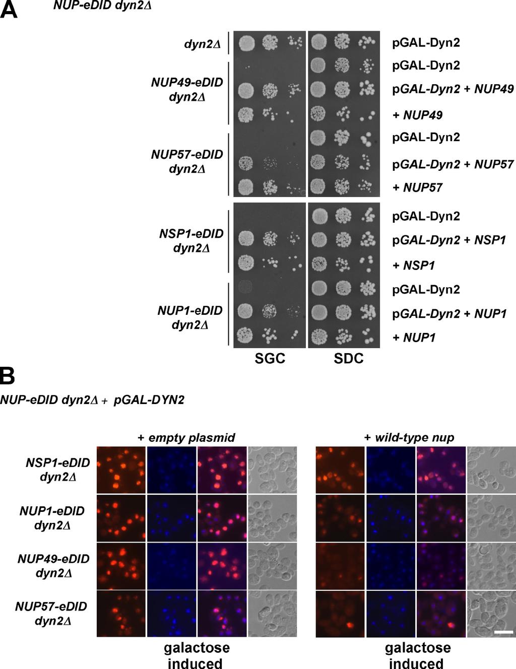 Figure S3. Analysis of growth and nucleocytoplasmic transport of NUP-eDID + pgal-dyn2 strains transformed with the respective wild-type Nups.