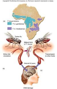 trypanosomiasis Infects humans, domestic