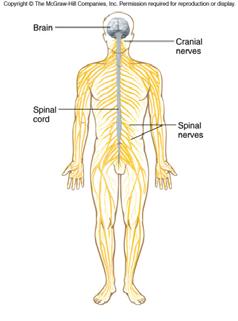 Defenses A diagram of the central nervous system and the peripheral nerves.
