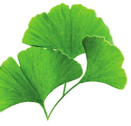Ginkgo Biloba Ginkgo biloba, also known as the maidenhair tree, is a type of tree native to China.