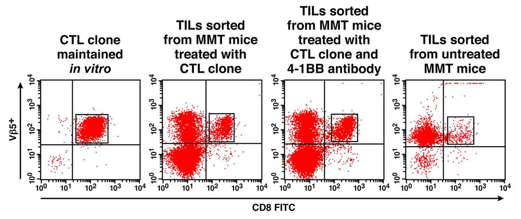 Flow cytometric profile of TCR Vβ5 + /CD8 + T cells sorted from TILs by flow cytometry TILs