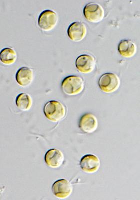 Unlike other marine microalgae, golden algae such as Isochrysis spp have been one of primary foci in research and commercial application due to possessing some attractive characteristics as food for