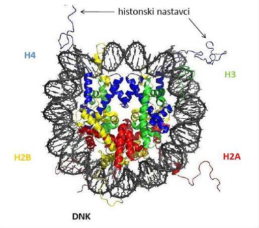 H3 i H4 histoni imaju duge repove koji vire iz nukleosoma. Ti repovi mogu biti kovalentno modificirani na nekoliko mjesta. Srž histona također može biti modificirana.