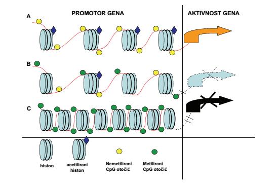 Slika 2. Shematski prikaz epigenetičkih promjena u genu čiji je promotor bogat CpG otočićima. A. Histoni su acetilirani. CpG otočići su nemetilirani, gen je aktivan. B.