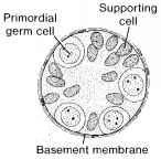 بسم هللا الرحمن الرحيم Spermatogenesis Note : Please refer to slides so see photos.
