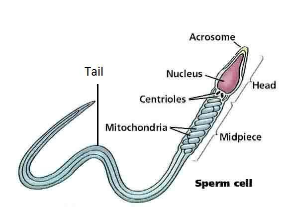 Spermatogenesis is transformation of Spermatogonia ( immature ) into mature Sperm that begins at puberty into old age.