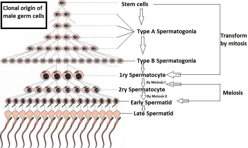 Two 2ry spermatocytes enter meiosis II to form four early spermatids. Formation of SPERM : It's ( 1n ) Early spermatid gives Late spermatid which gives mature sperm.