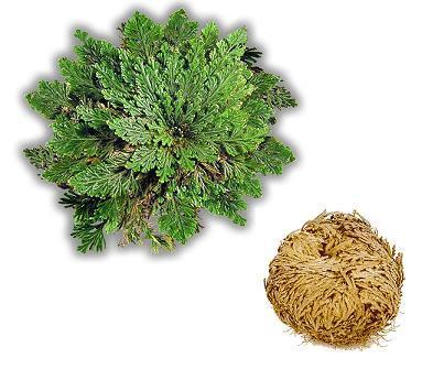 Desert Plant: The Resurrection Plant Selaginella Lepidophylla These plants can endure almost total desiccation (loss of cellular water down to <5%) for long periods of time