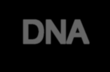 Assays miscript mirna PCR Arrays >>> RNA Interference DNA Promoter Gene Expression Gene RNA RNA-seq RT 2 qpcr Primer Assays RT 2 Profiler PCR Arrays QuantiTect Primer Assays QuantiFast Probe Assays
