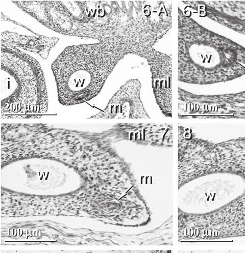 44 T. INOMATA, ET AL. i: intestine, m: Müllerian duct, ml: mesonephroinguinal ligament, w: Wolffian duct, wb: Wolffian body (mesonephros). Fig. 6. A male fetus of 2.