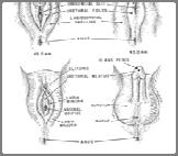 EXTERNAL GENITALIA THE EXTERNAL GENITALIA OF THE EARLY GESTATION FETUS ARE UNDIFFERENTIATED AND BIPOTENTIAL DIFFERENTATION OF THE EXTERNAL