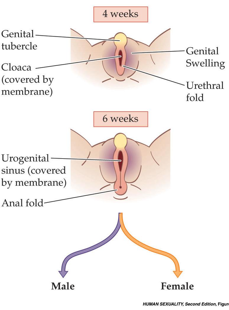 genitalia consist of homologous structures.