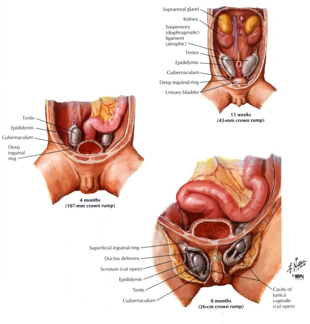Positions of the testis at different stages of