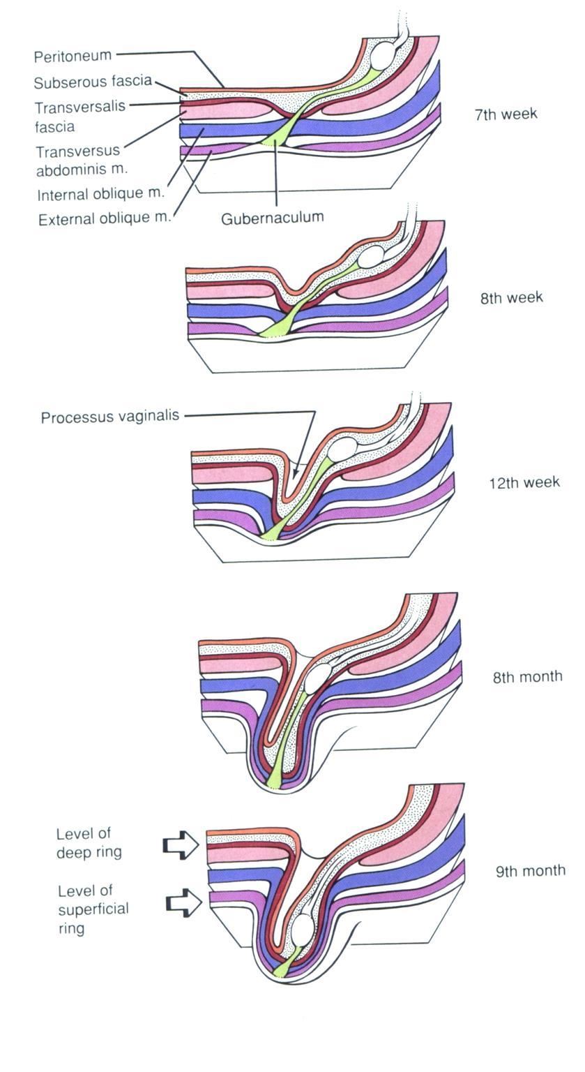 Testicular descent Processus
