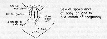 Vagina Wolffian Ducts: Male Internal Organs Vas Deferens, Seminal Vesicles, Ejaculatory Ducts External