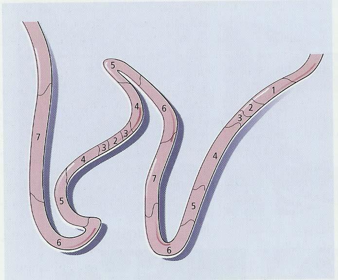 Spatial organization of spermatogenesis Johnson and Everitt Figure 4.
