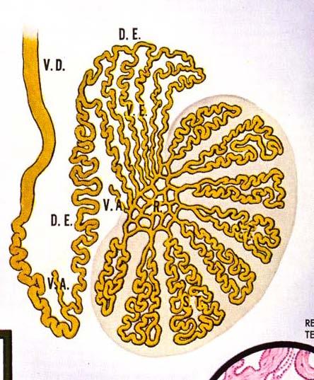 Seminiferous tubules (ST) Each testicular lobule contains several coiled seminiferous tubules (ST) ST