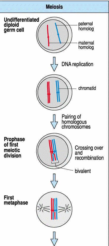 Meiosis produces haploid cells