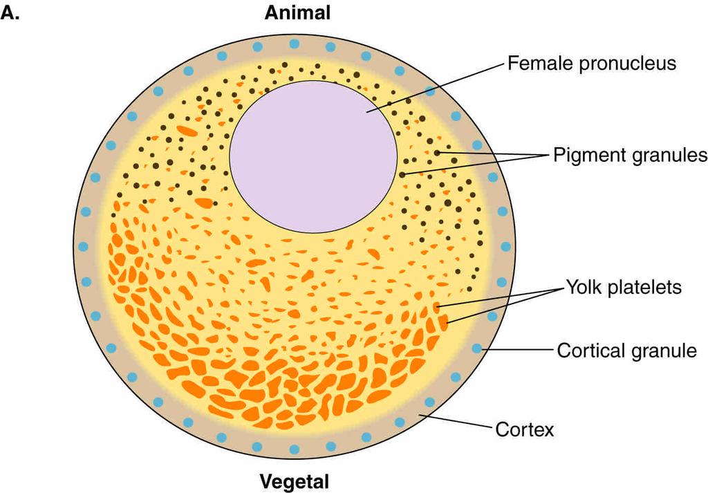 The structure of eggs.