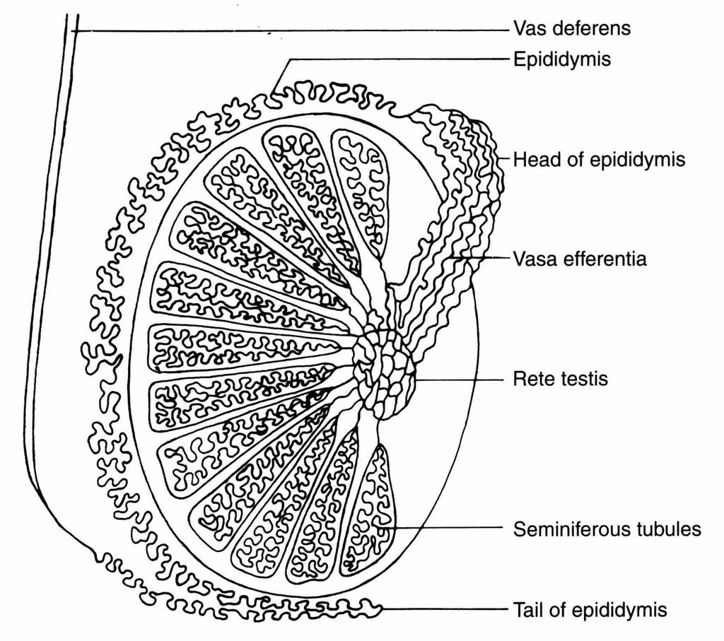 Sagittal section of testis illustrating segments of