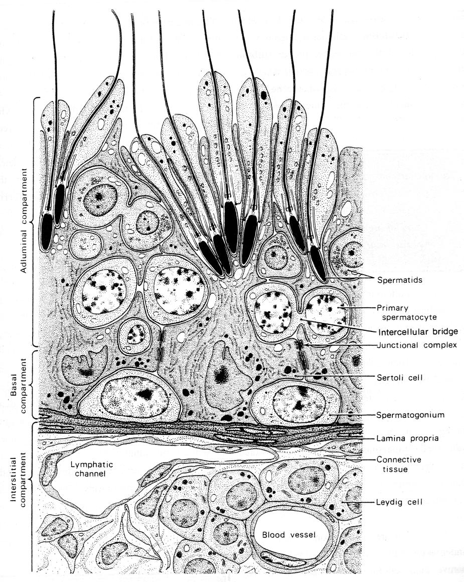A portion of a seminiferous tubule showing the relationship of the germ cells to the adjacent Sertoli cells.