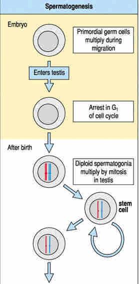 Spermatogenesis in mammals Germ cells that develop into sperm enter
