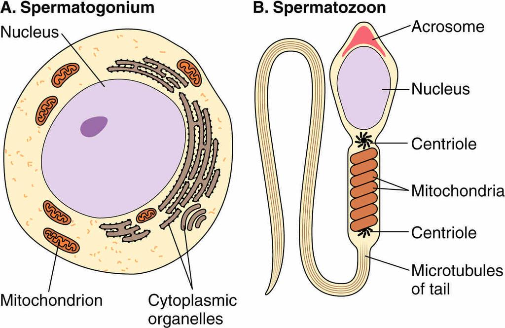 Comparing a spermatogonium and a