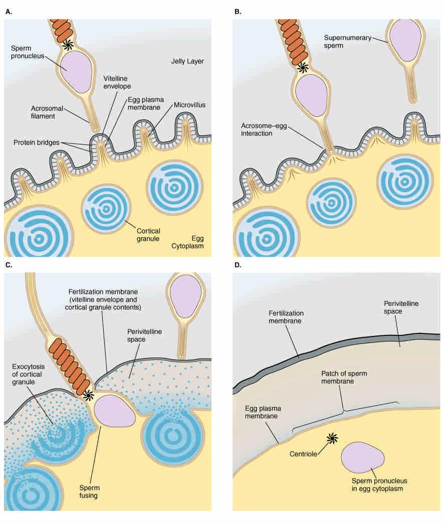 The cortical reaction of fertilization in