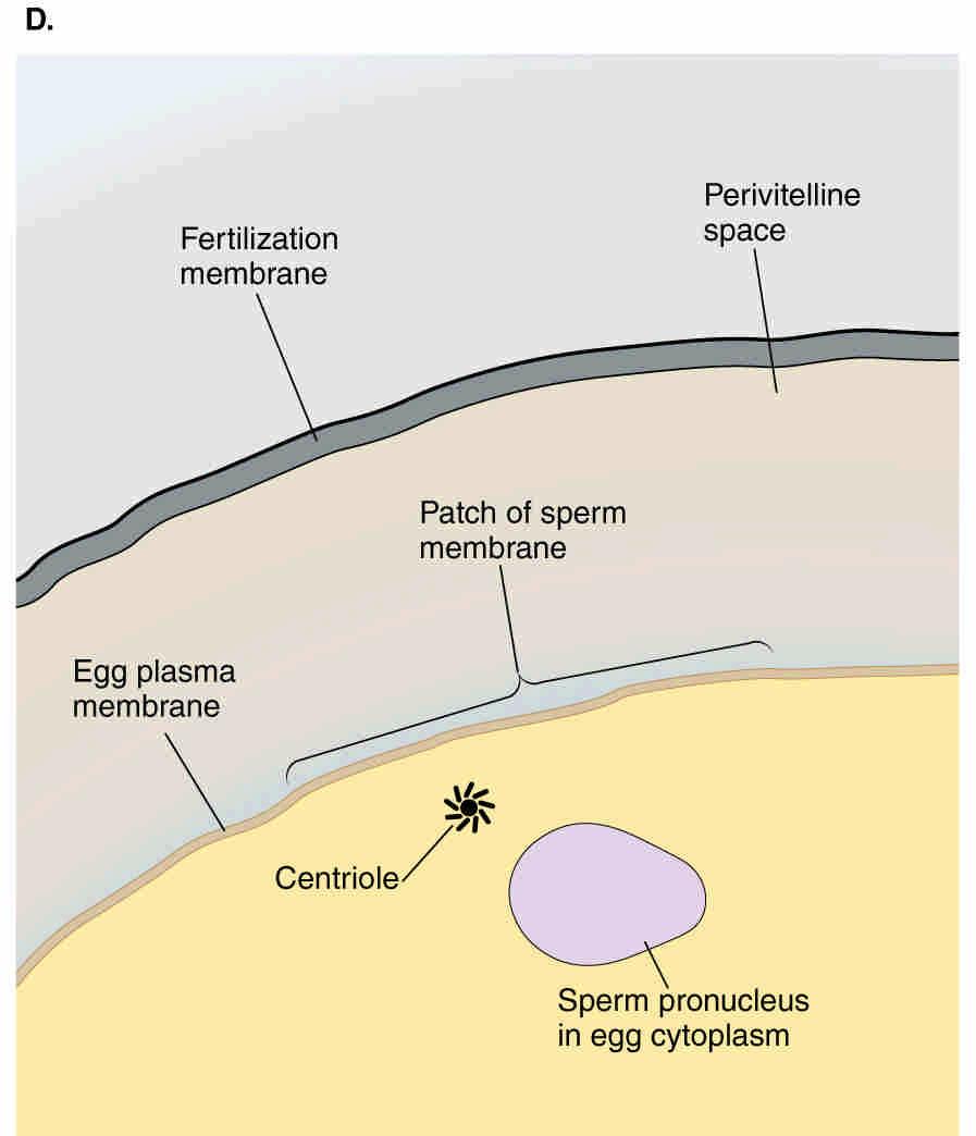 The sperm nucleus has entered the egg