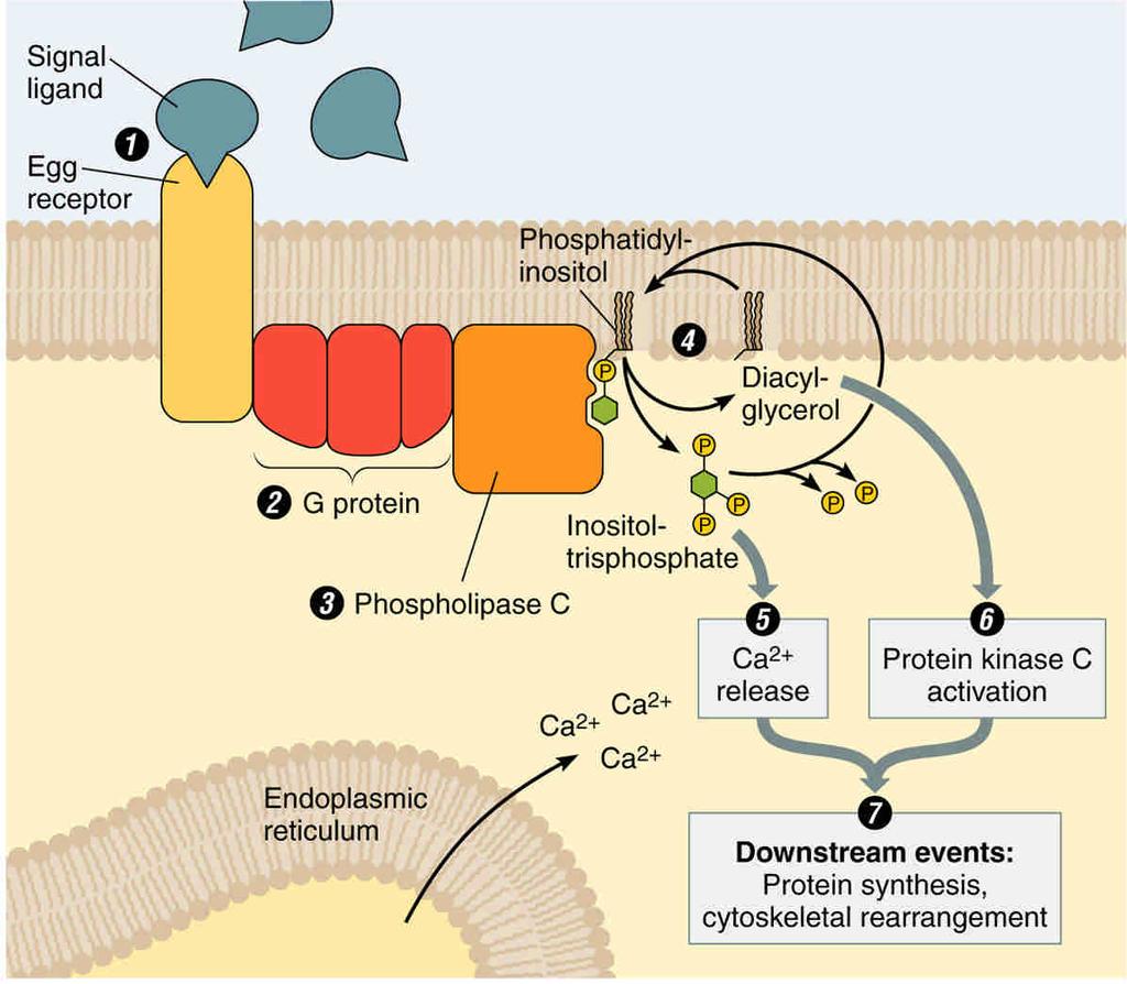 G protein signaling through phospholipid