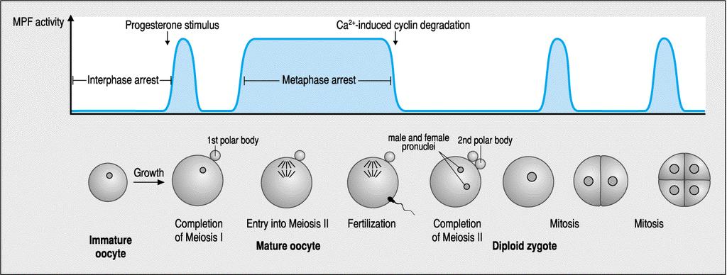 Profile of maturation-promoting factor (MPF) activity