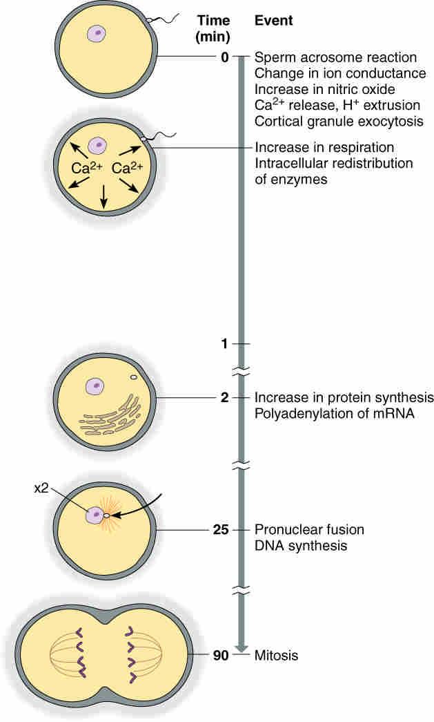 A time line of events in the fertilization