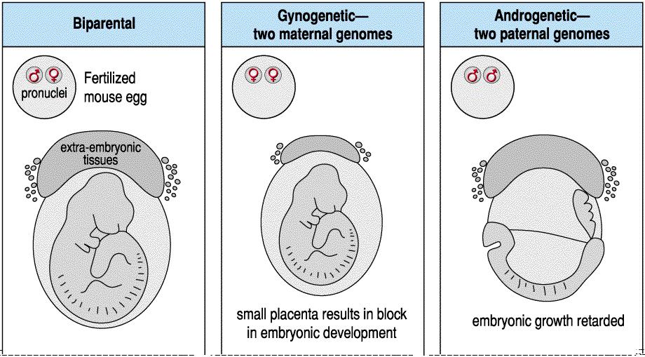 Paternal and maternal genomes are both required for normal mouse development A normal biparental embryo has