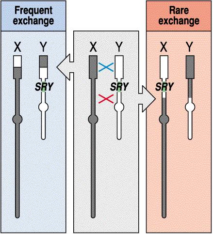 Sex reversal in humans due to chromosomal exchange At meiosis in male germ cells, the X and Y chromosome paired up (central panel), and there is often crossing over of the distal region (blue cross),