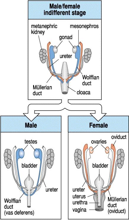 Development of the gonads and related structures in mammals Top panel: early in development, there is no difference between males and females in the structures.