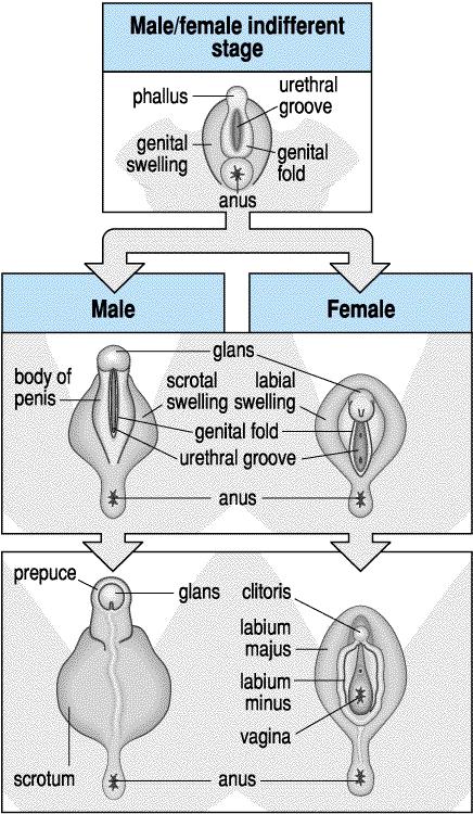 Development of the genitalia in humans At an early embryonic stage, the genitalia are the same in males and females (top).