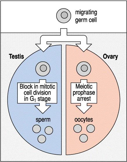 Environmental signals specify germ cell sex in mammals Migrating germ cells, whether XX or XY,