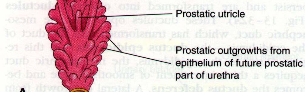 Development of prostate