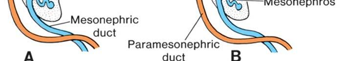 mesonephric duct (c).