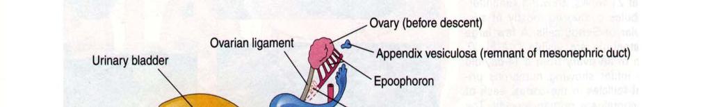 Auxiliary genital glands