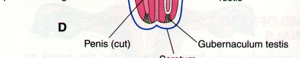 superficial inguinal ring.