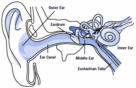 I can discuss the anatomy of the ear and its sensory function in hearing and equilibrium. Differentiate between the outer ear and inner ear.