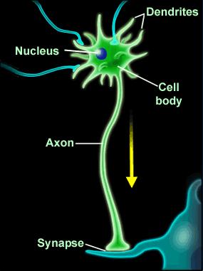 Dendrites The neuron has cell body with