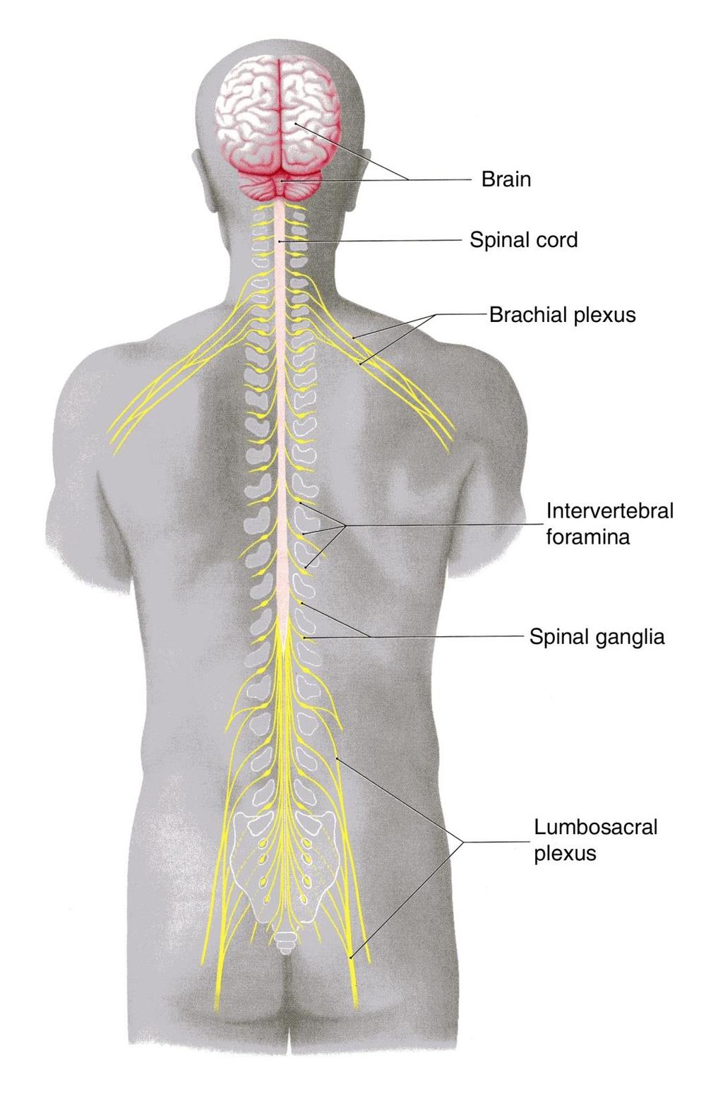 Spinal nerves supplying the upper or lower limbs form plexuses e.g. brachial or lumbar plexus.
