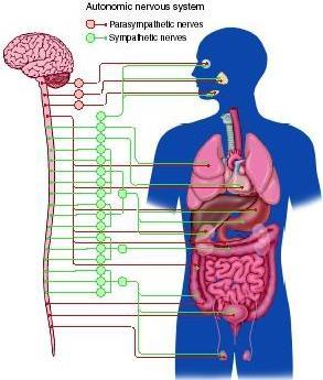 The autonomic nervous system innervates: Smooth muscles, Cardiac muscle, Secretory glands.