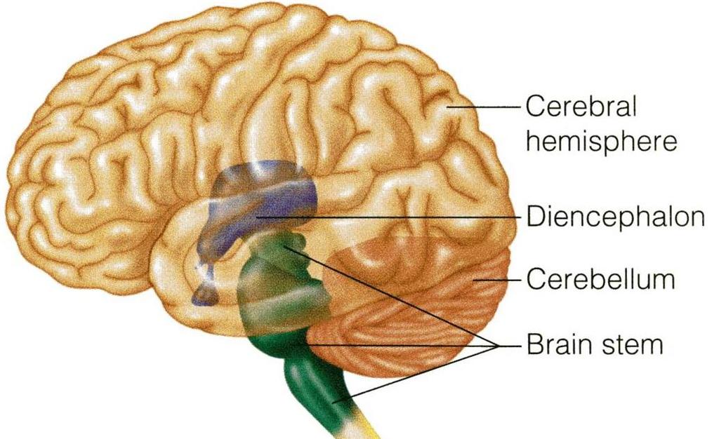 Cerebral hemispheres. 2.