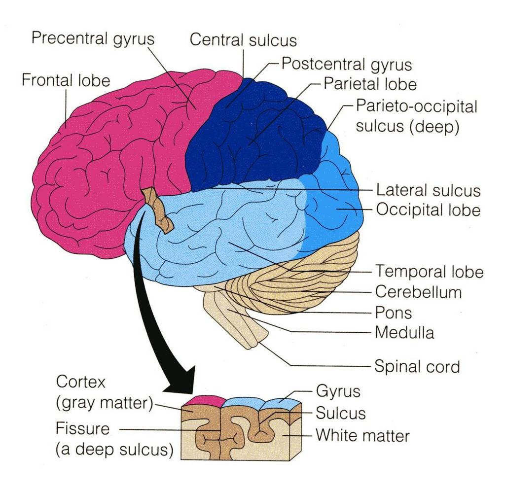 TISSUE OF THE CEREBRAL HEMISPHERES Basal nuclei The outer layer is the gray matter or